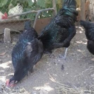 Quşlar