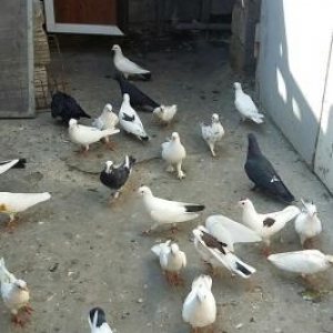 quslar satilir