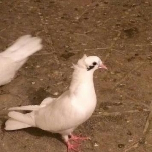 Quşlar