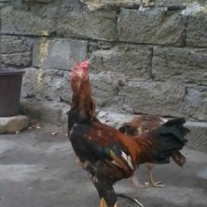 Heyrati bece satiram