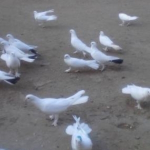 ag badam lelekler wuvelandadi giymeti razilawma yolu ile