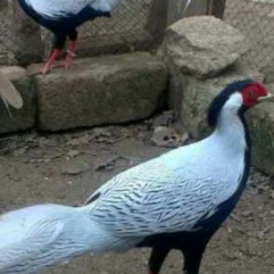 orginal gumusu 3 ay yarimliq xoruzdar var fere ile deyisilir