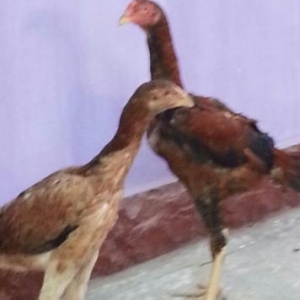 Heyreti xoruz ve fere satiram temiz heyretidir peyvənd olunub tam saql