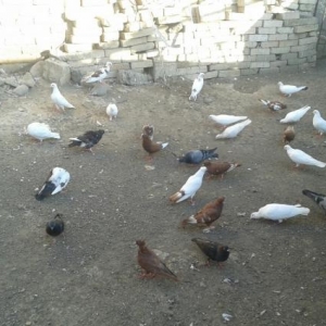 goyercin