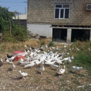 goyercin