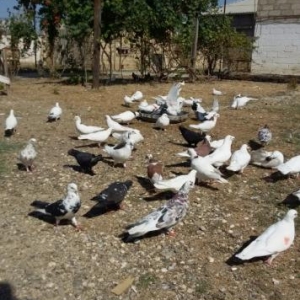 goyercin