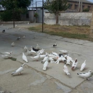 goyercin