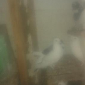 ucandi ela qusdu iksinide tutulmuş qusdardi suynan tutmusam