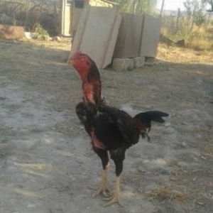 tecili munasib qiymete satilir