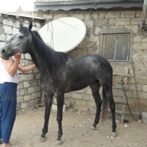 ingilis cinsli  disi at,4 yasi var,saxsiyyat vasiq