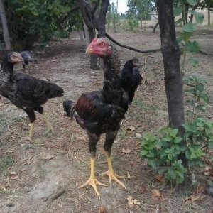 tecili munasib qiymete satilir