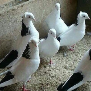 ikdene maya lazimdi kekilli kekilsiz ferqi yoxdu ancaq temiz olsun