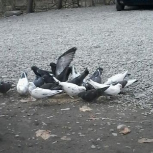 Goyercinler