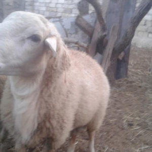 Qurbanliq erkek Qoc satilir