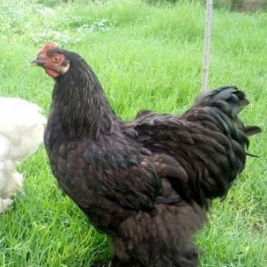 Brama black xoruz