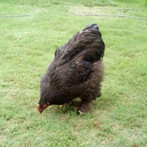 Brama black xoruz