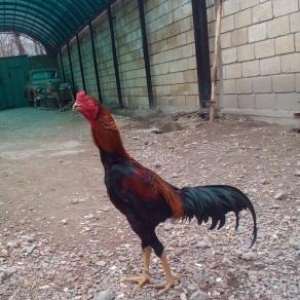 Heyrati xoruz