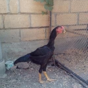Heyrati xoruz
