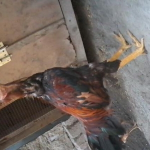 Heyrati bece