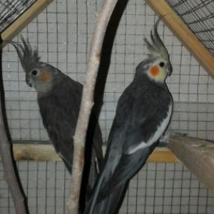 seri karela