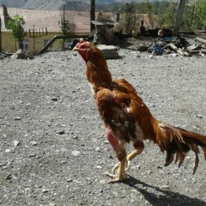 Heyreti 1 yas 9 ayliqdi bir nece meydana cixib uduzmagi yoxdu 2 qalibi