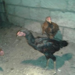 heyrati bece iyunun 10 cıxıbana ördek ata ingilis