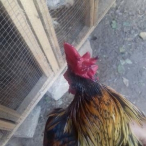 Tac pipik yaponka