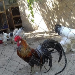 Feniks