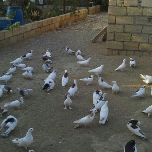 Quşlar