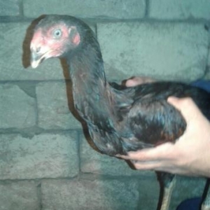 heyrati
