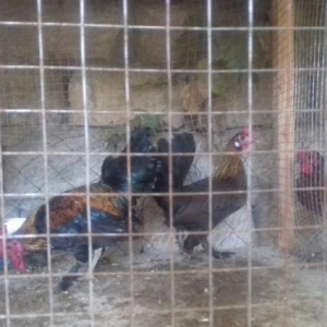 Tac pipik yaponka