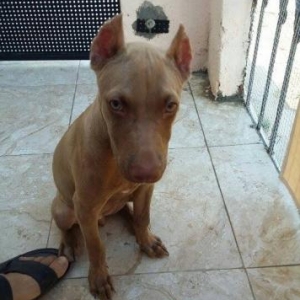 Pitbul 4ayliq barter edirem Velosipedle ve Telefonla