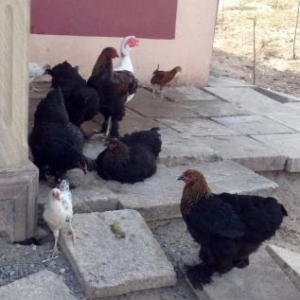 Brama Toyuqlari_muxtelif qiymetlerde