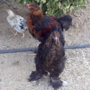 Brama Toyuqlari_muxtelif qiymetlerde