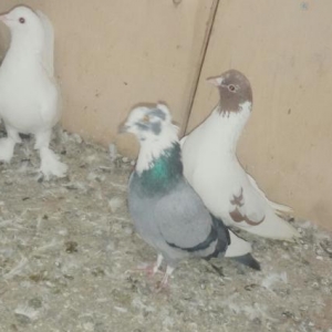 goyercin