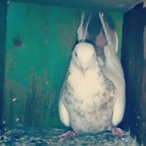 qus