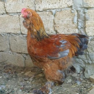 100% Bram xoruzlari