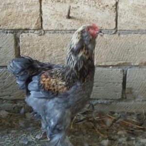 100% Bram xoruzlari