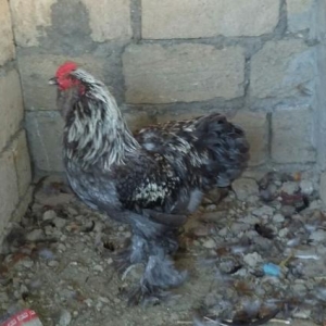 100% Bram xoruzlari