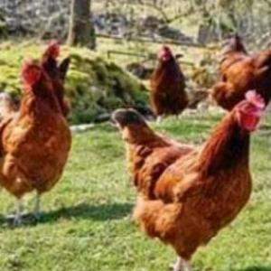 serebrist toyuq cuceleri satiram. bakidadi istədiyiniz qədər var.. qir