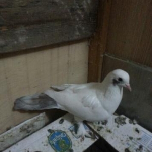 Quşlar