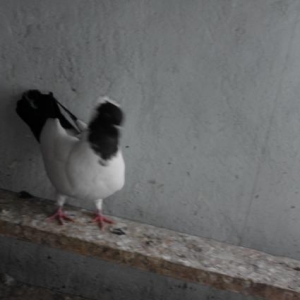 Qara manax erkey
