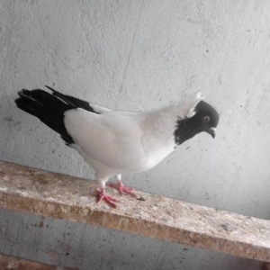 Qara manax erkey