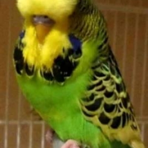 Papuqay cex aliram