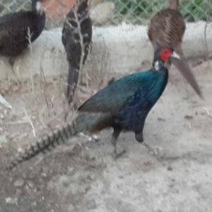 rumin qırqovulun xoruzu dəyişirəm rumin və qafqaz fərəsiylə.6 aylıqdı