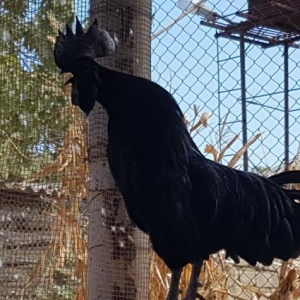 Ayem cemani