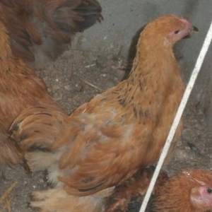 brahma