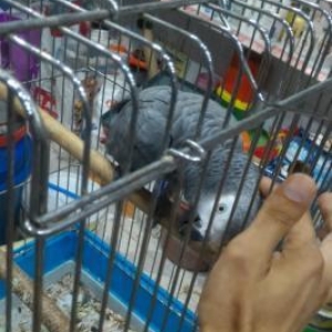 Jako papuqay