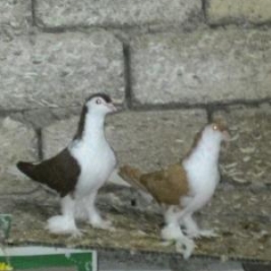goyercin