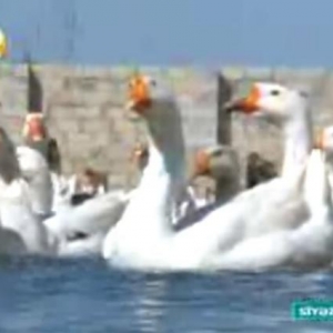 Salam.Bu qazlar Ukraniye sortlu qazlardir,tam saglamdirlar,xususi qull